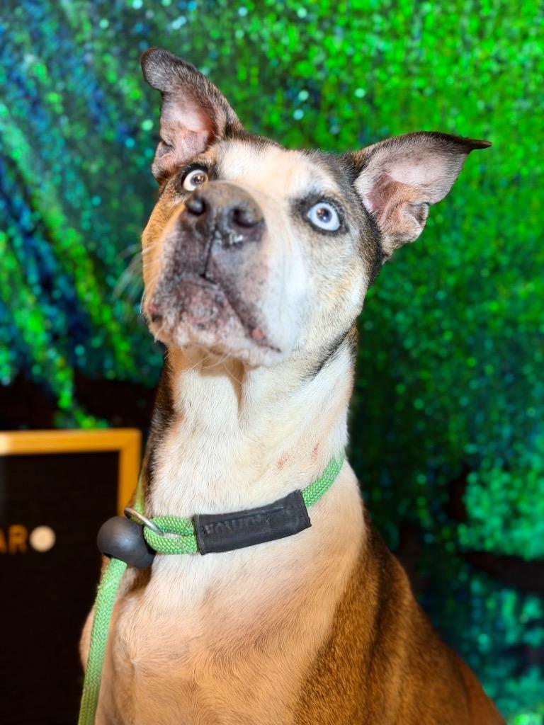 Enlarge INDIE, a Adoptable Terrier in Wintersville, OH image 3/6