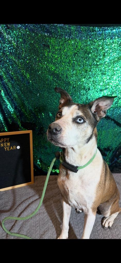 Enlarge INDIE, a Adoptable Terrier in Wintersville, OH image 4/6