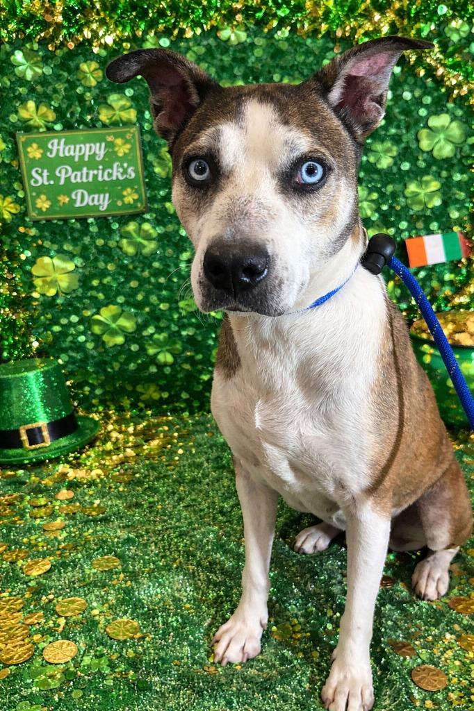 Enlarge INDIE, a Adoptable Terrier in Wintersville, OH image 5/6