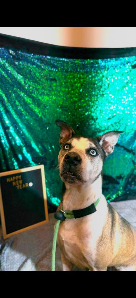 Enlarge INDIE, a Adoptable Terrier in Wintersville, OH image 6/6