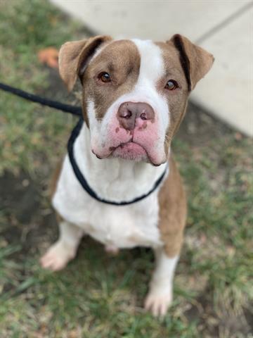 Enlarge TACO TUESDAY, a Adoptable Pit Bull Terrier in Dayton, OH image 1/1