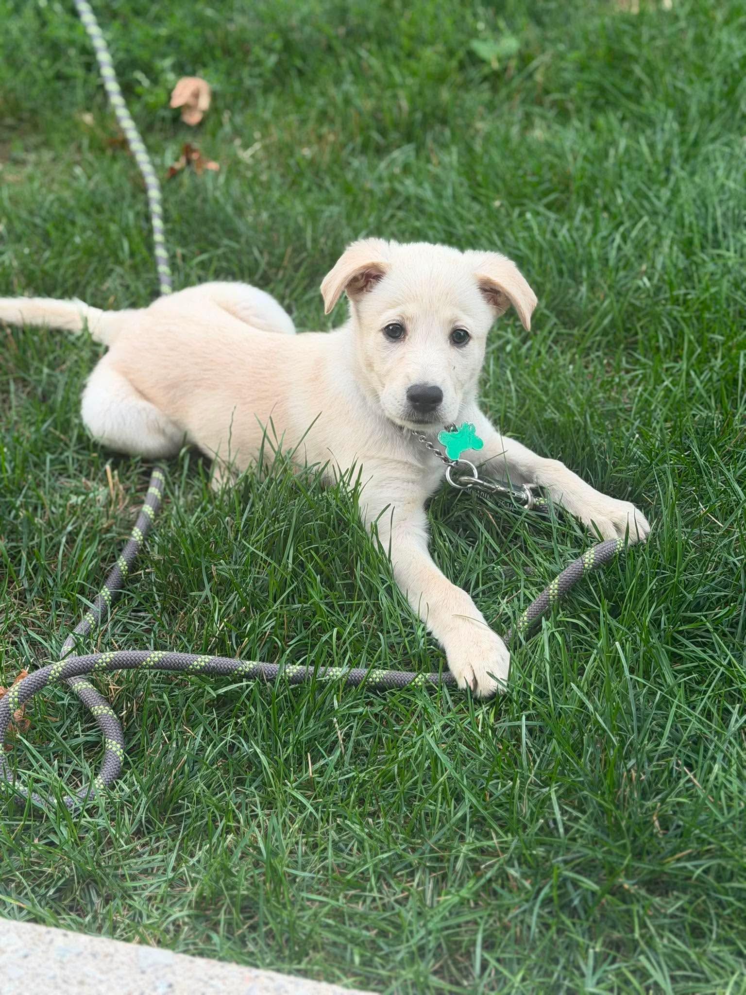 Lexi, an adopted mixed breed in Oshawa, ON image 5/6
