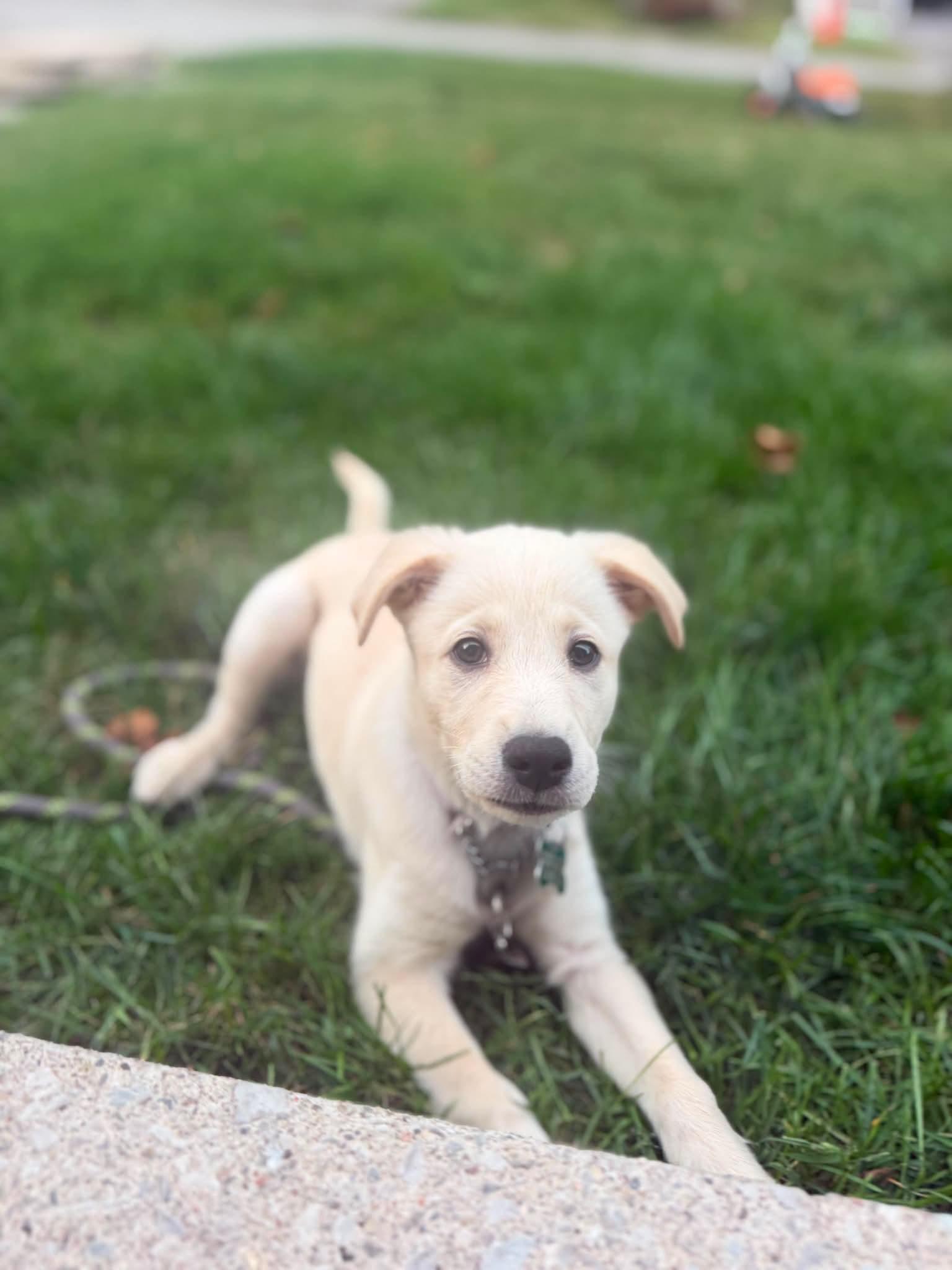 Lexi, an adopted mixed breed in Oshawa, ON image 6/6