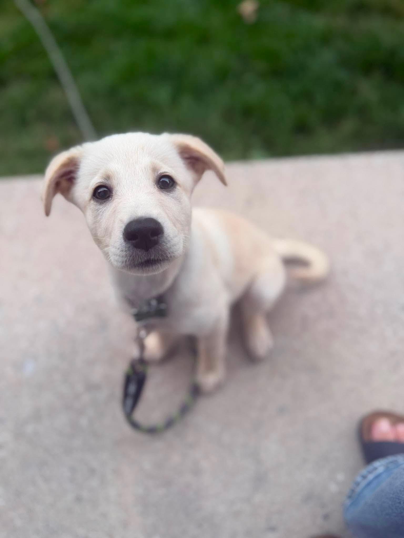 Lexi, an adopted mixed breed in Oshawa, ON image 3/6
