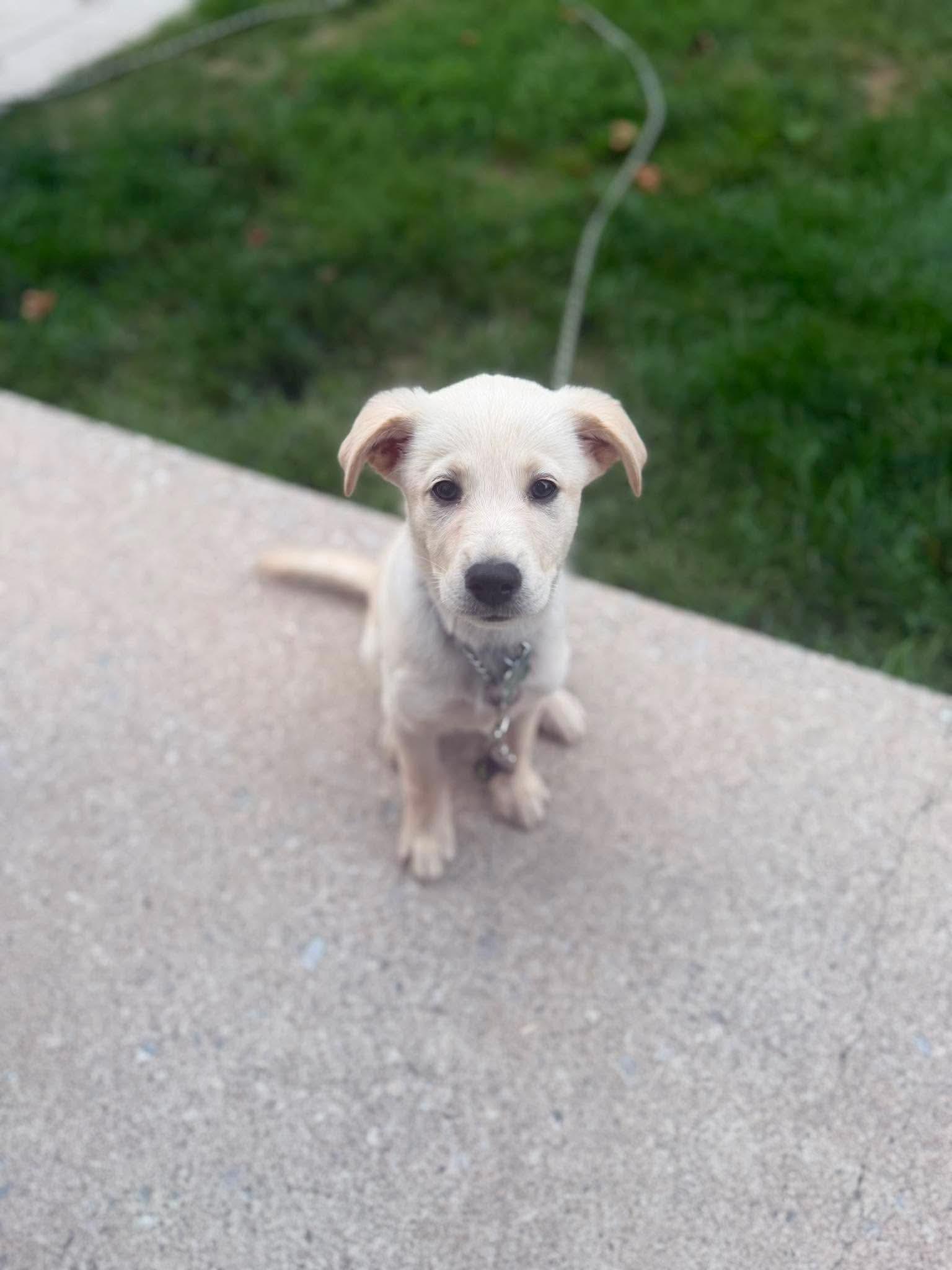 Lexi, adopted, Puppy Female Shepherd & Labrador Retriever.