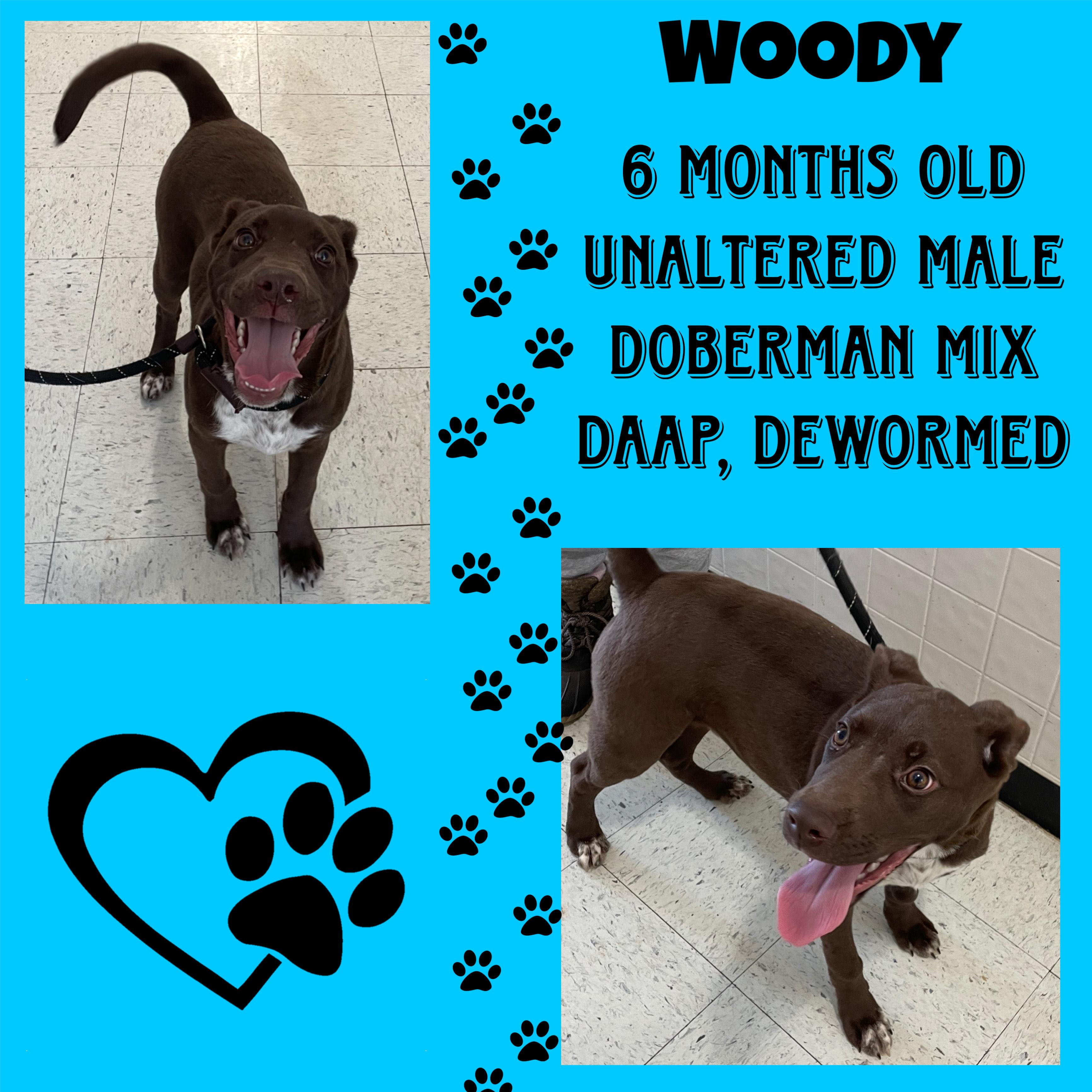 Woody, ADOPTABLE, Young Male Doberman Pinscher.