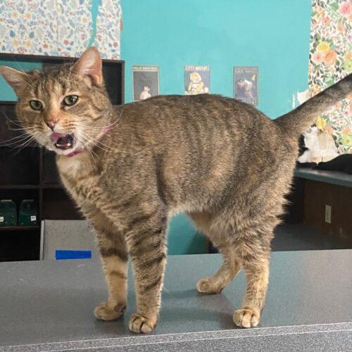Imperial, Adoptable, Adult Female Domestic Short Hair.