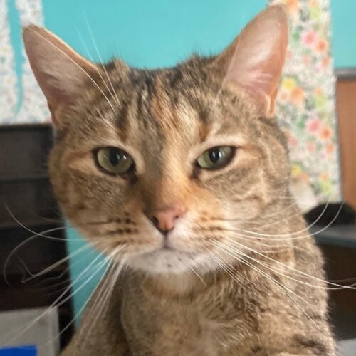 Imperial — thumbnail 3