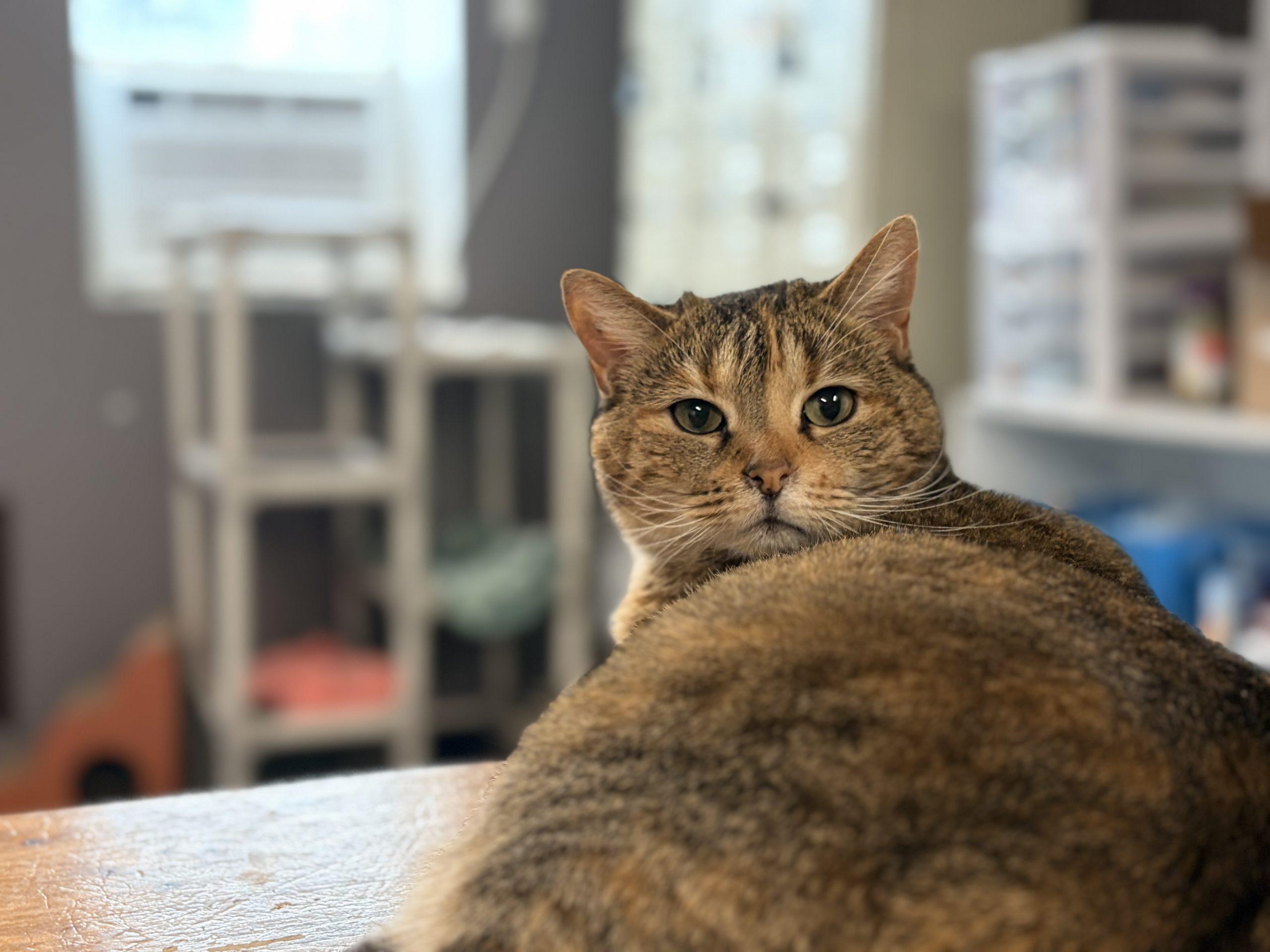 Imperial, a Adoptable Domestic Short Hair in Tipp City, OH image 1/6