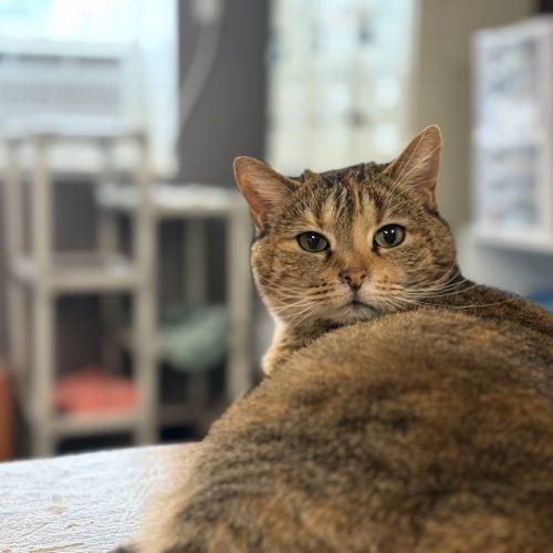 Enlarge Imperial, a Adoptable Domestic Short Hair in Tipp City, OH image 1/6