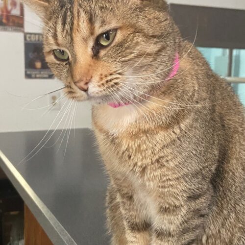 Imperial — thumbnail 4