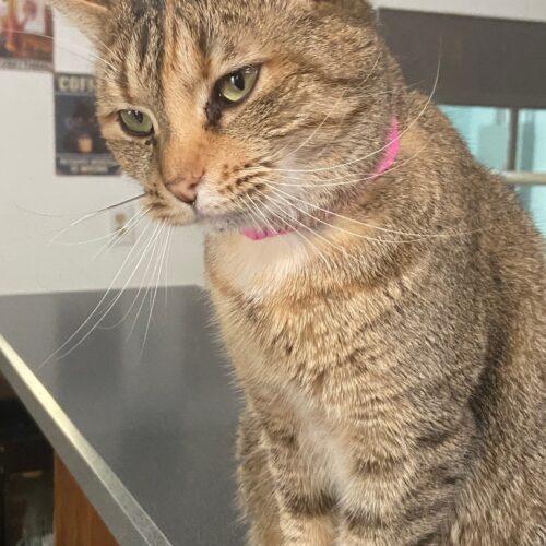 Imperial, a Adoptable Domestic Short Hair in Tipp City, OH image 2/5