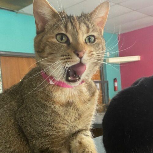 Imperial, a Adoptable Domestic Short Hair in Tipp City, OH image 3/5