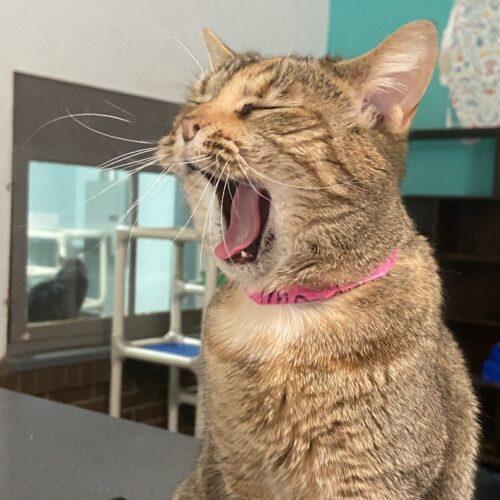 Imperial, a Adoptable Domestic Short Hair in Tipp City, OH image 4/5