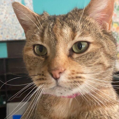 Imperial, a Adoptable Domestic Short Hair in Tipp City, OH image 5/5