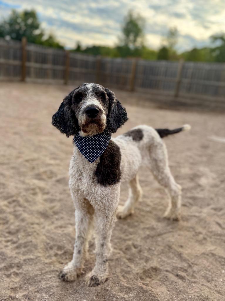 Journey, Adoptable, Adult Female Poodle & Mixed Breed.