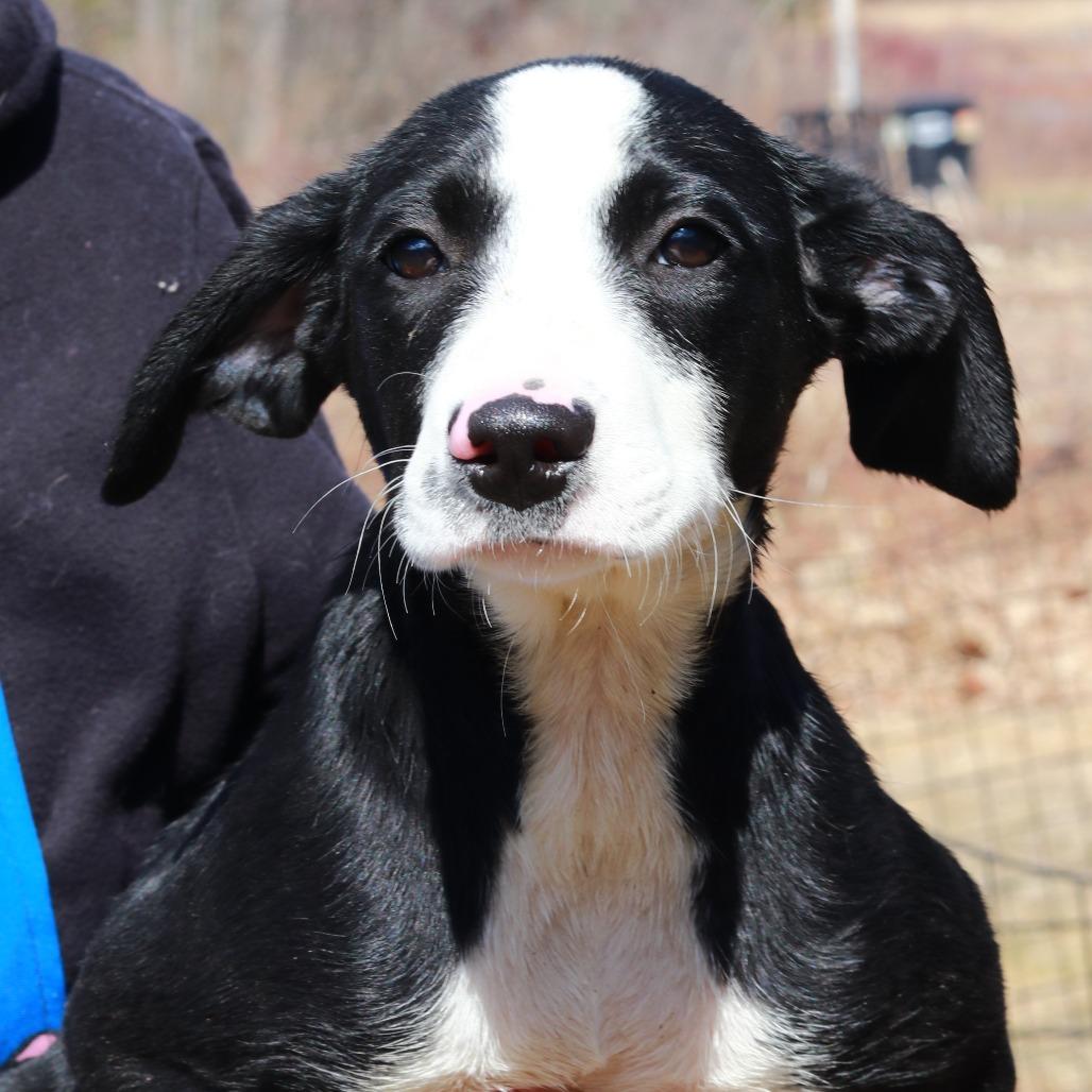 CT Bunny, a Adoptable mixed breed in Eastford, CT image 1/6