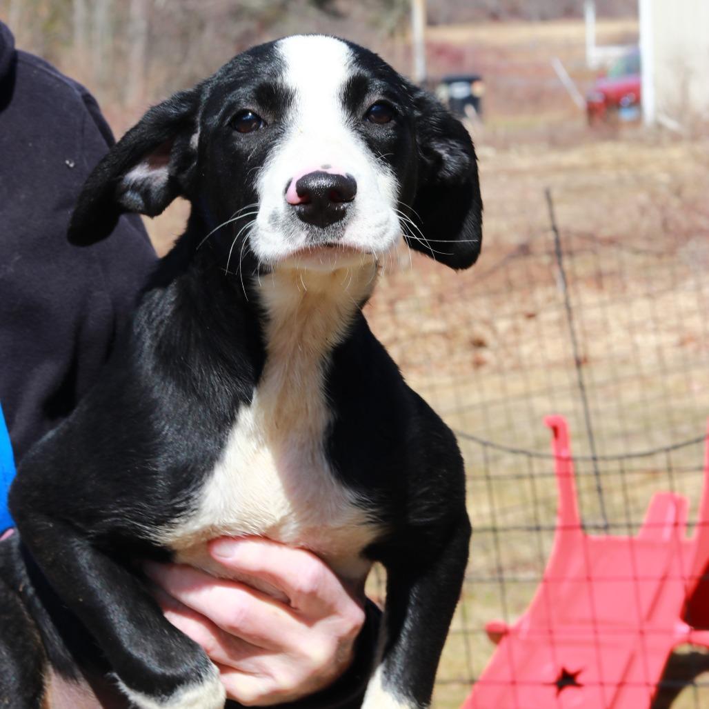 CT Bunny, a Adoptable mixed breed in Eastford, CT image 2/6