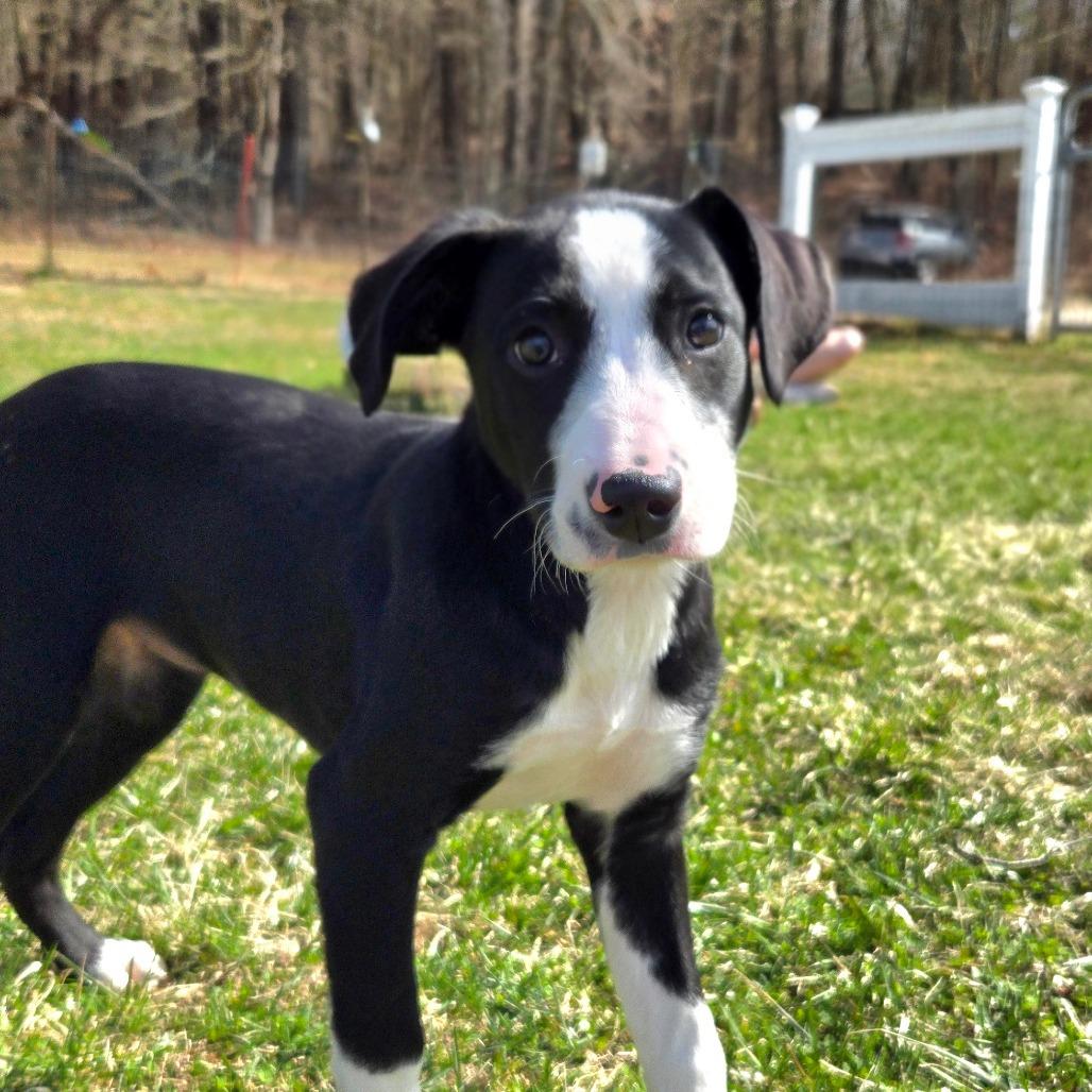 CT Bunny, a Adoptable mixed breed in Eastford, CT image 3/6