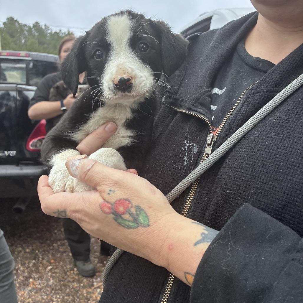 CT Bunny, a Adoptable mixed breed in Eastford, CT image 4/6
