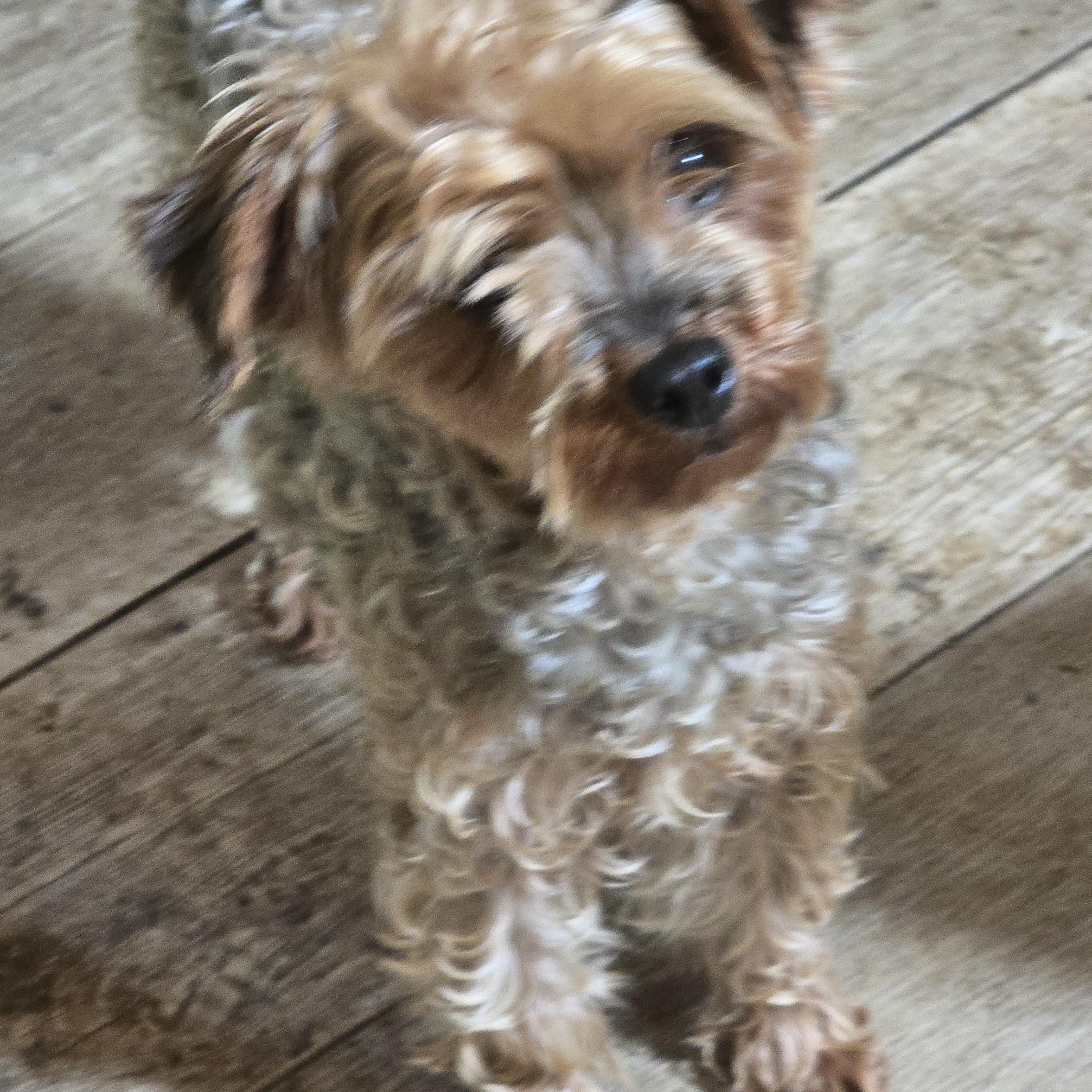 Pixie, adopted, Adult Female Yorkie Poo.