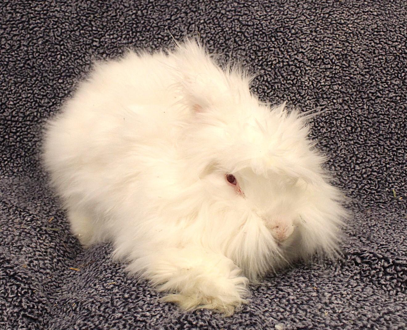Enlarge Theodore, a ADOPTABLE Angora Rabbit in Hillside, NJ image 3/3