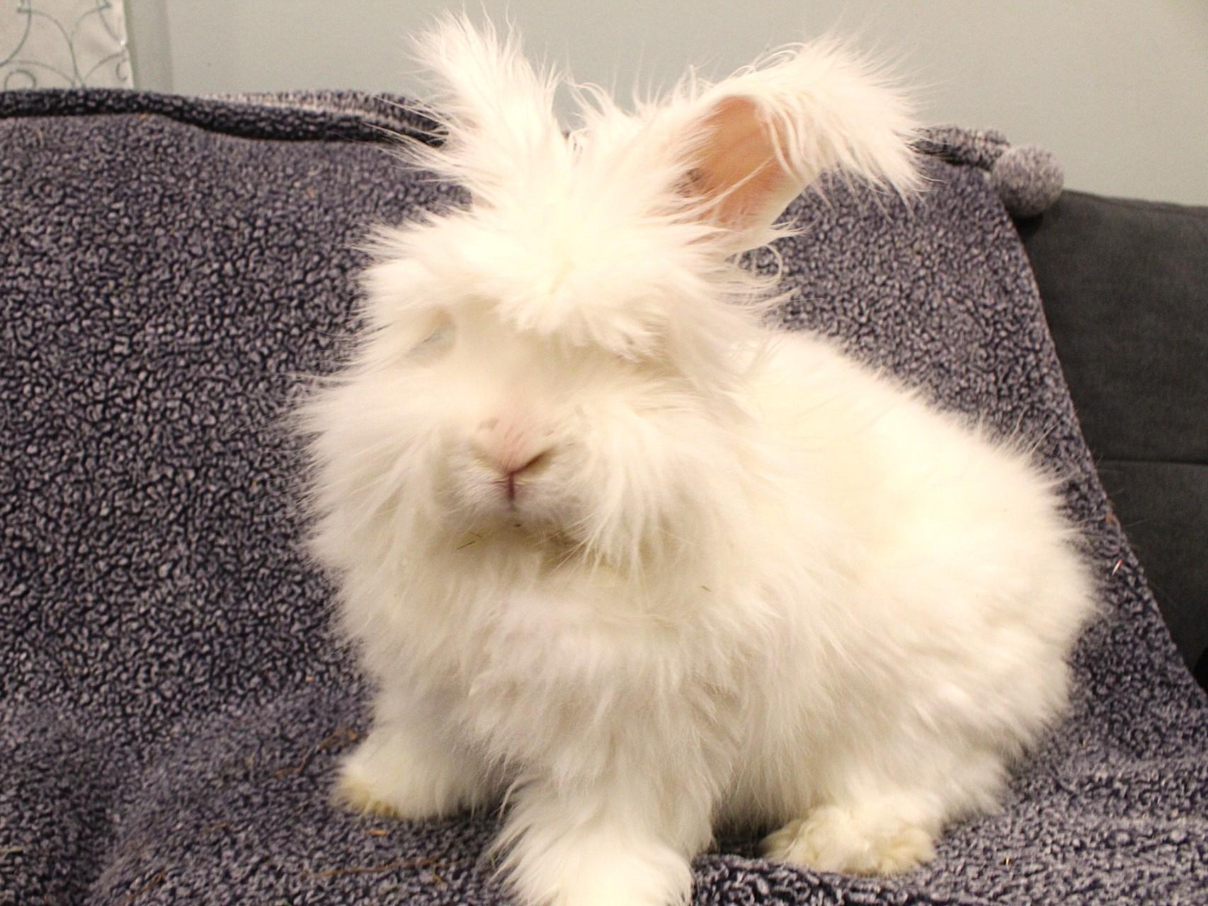 Theodore, ADOPTABLE, Adult Male Angora Rabbit.