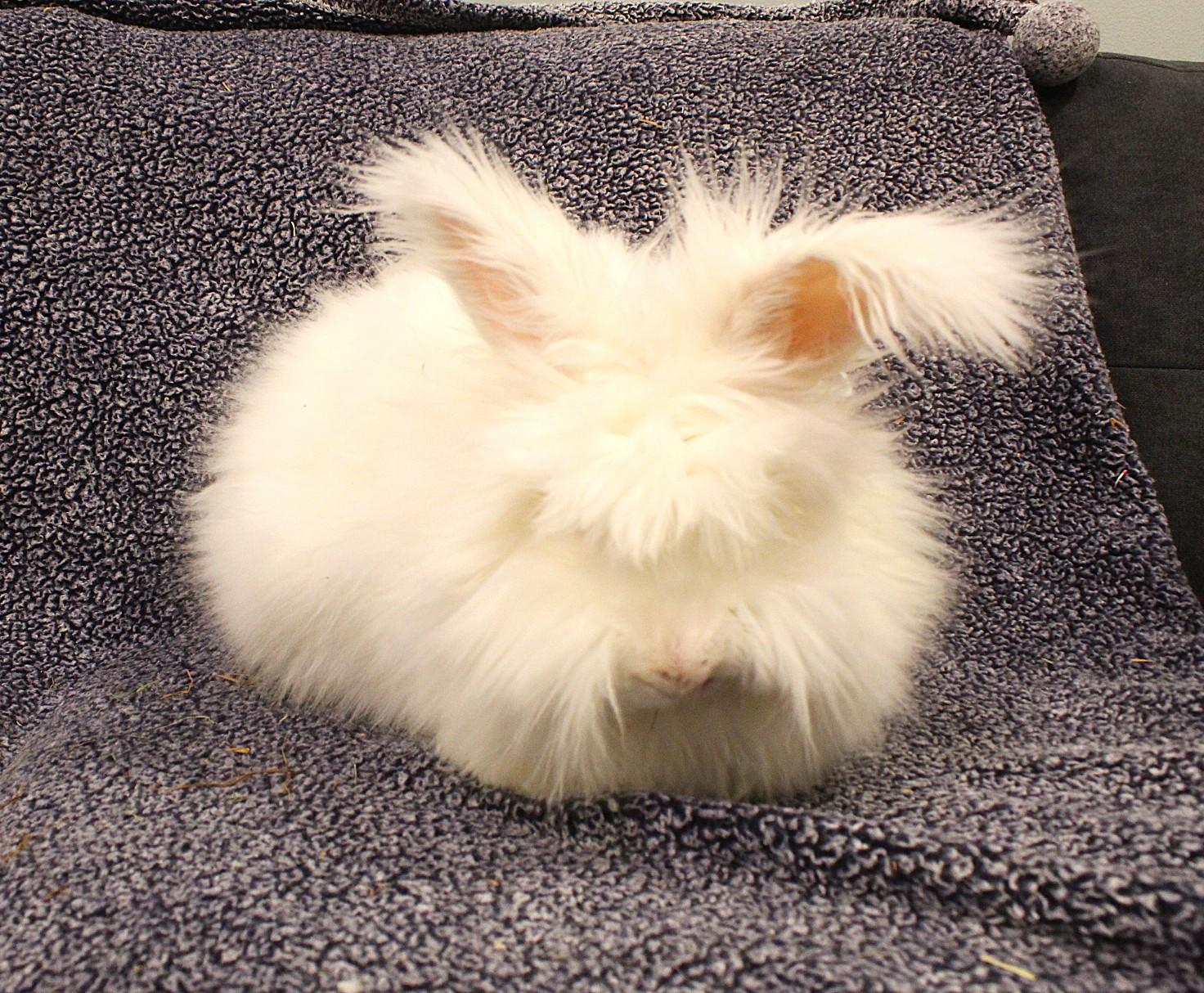 Enlarge Theodore, a ADOPTABLE Angora Rabbit in Hillside, NJ image 2/3