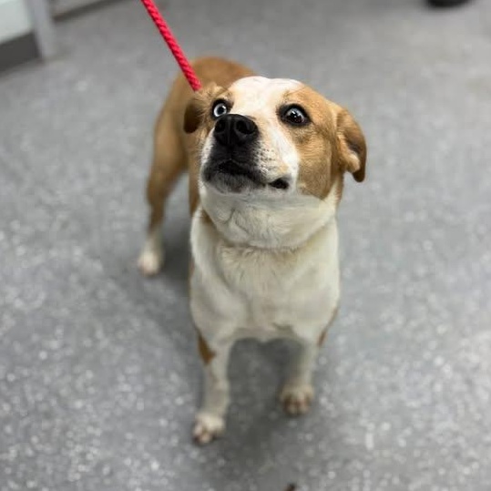 Enlarge Iris, a ADOPTABLE mixed breed in Bardstown, KY image 4/4