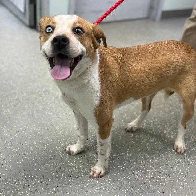 Enlarge Iris, a ADOPTABLE mixed breed in Bardstown, KY image 3/4