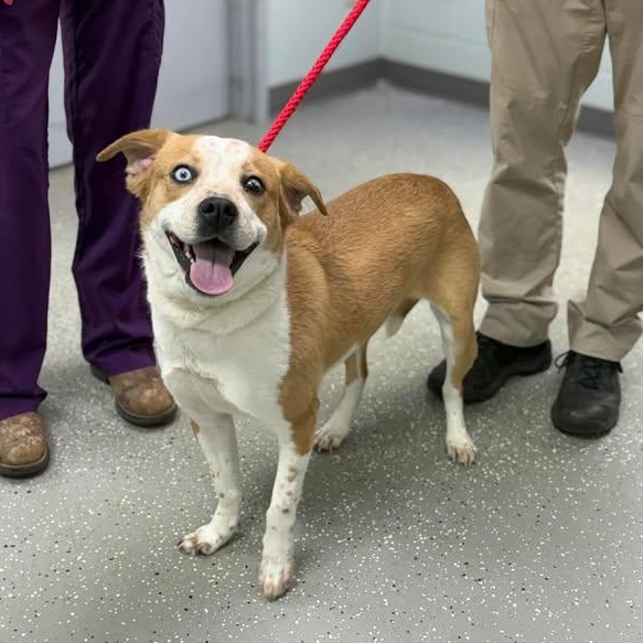 Enlarge Iris, a ADOPTABLE mixed breed in Bardstown, KY image 2/4