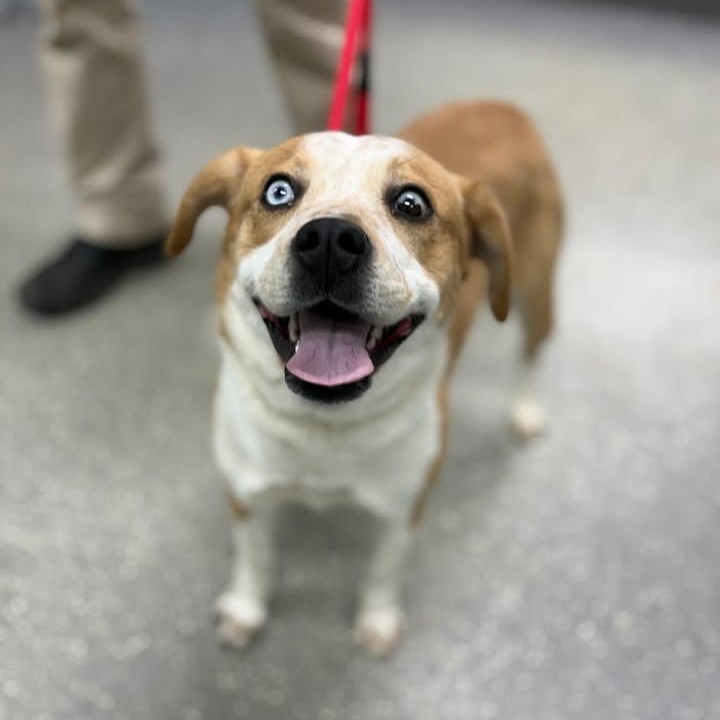 Iris, ADOPTABLE, Young Female Hound.