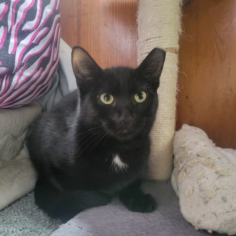 Harry, a Adoptable Domestic Short Hair in Garden City, MI image 2/4