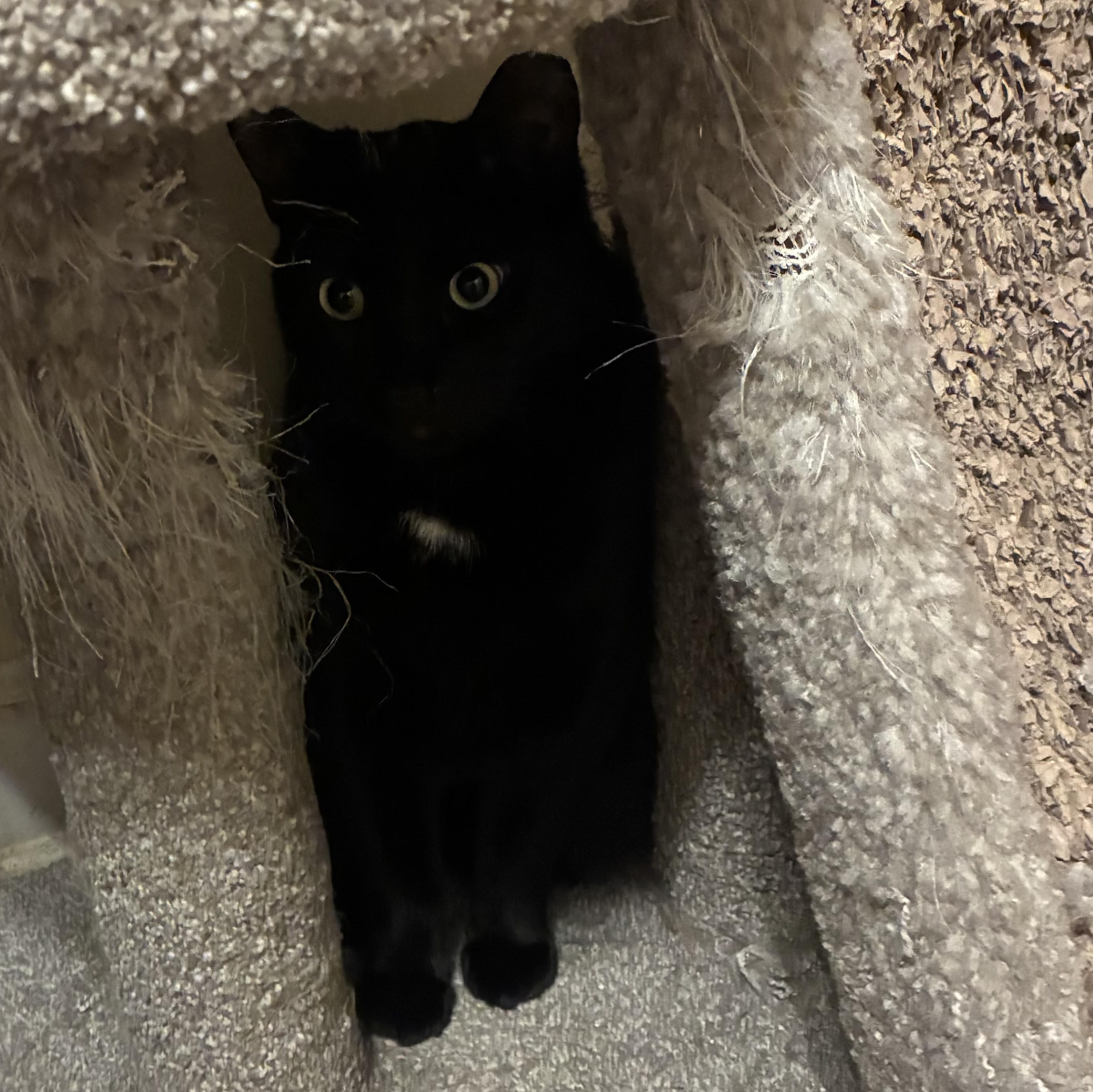 Harry, a Adoptable Domestic Short Hair in Garden City, MI image 3/4
