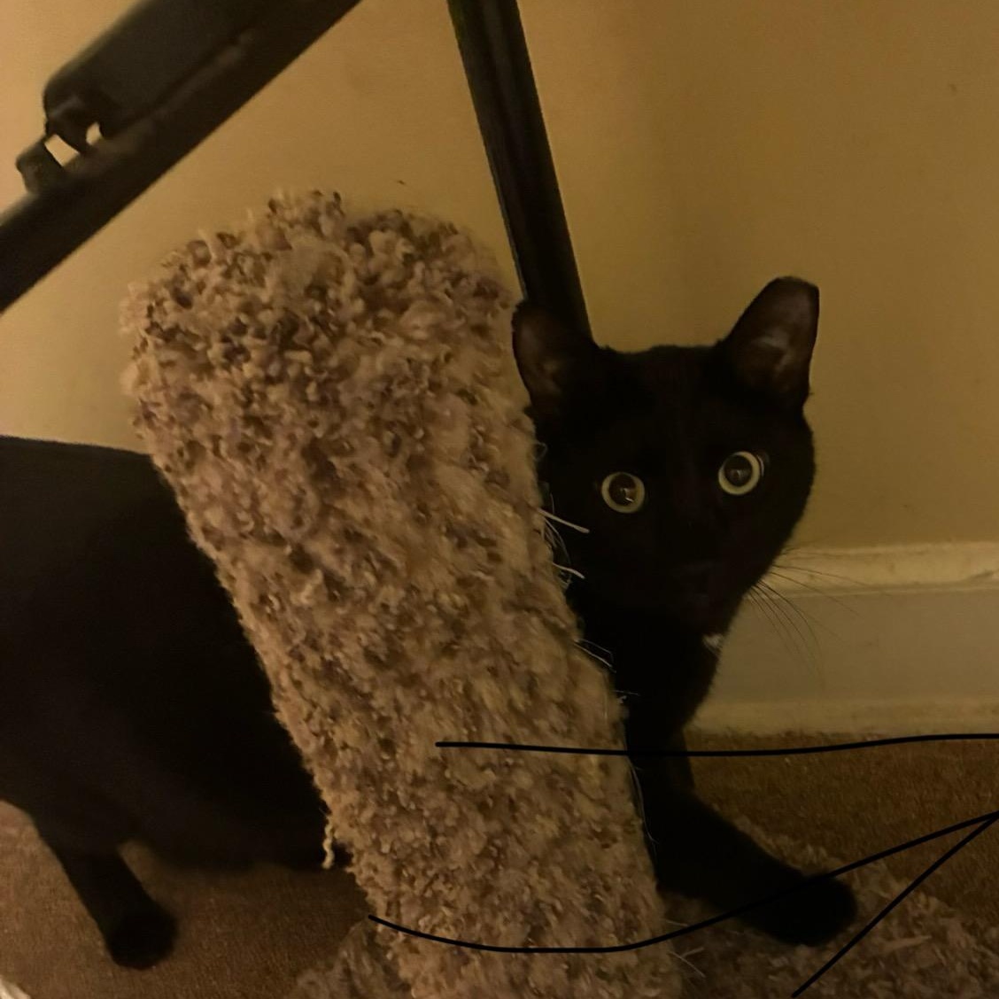 Harry, a Adoptable Domestic Short Hair in Garden City, MI image 4/4