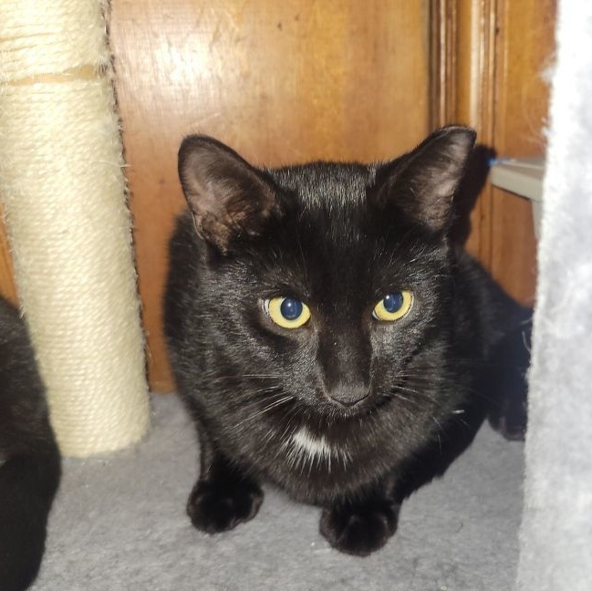 Harry, a Adoptable Domestic Short Hair in Garden City, MI image 1/4