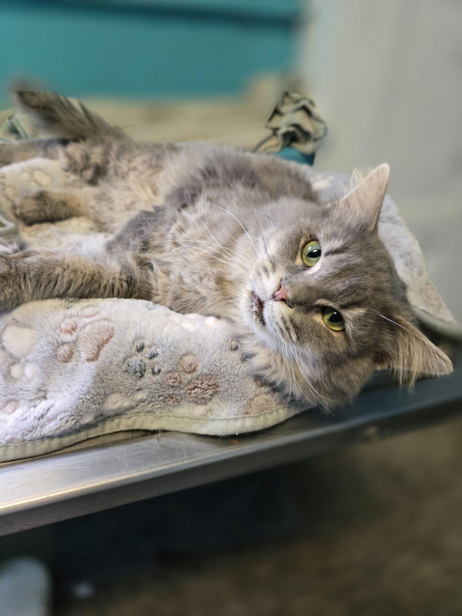 Enlarge Earl Grey, a Adoptable Domestic Long Hair in Boston, KY image 1/3