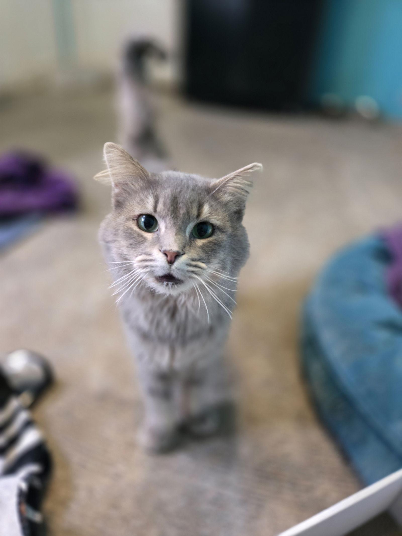 Enlarge Earl Grey, a Adoptable Domestic Long Hair in Boston, KY image 2/3