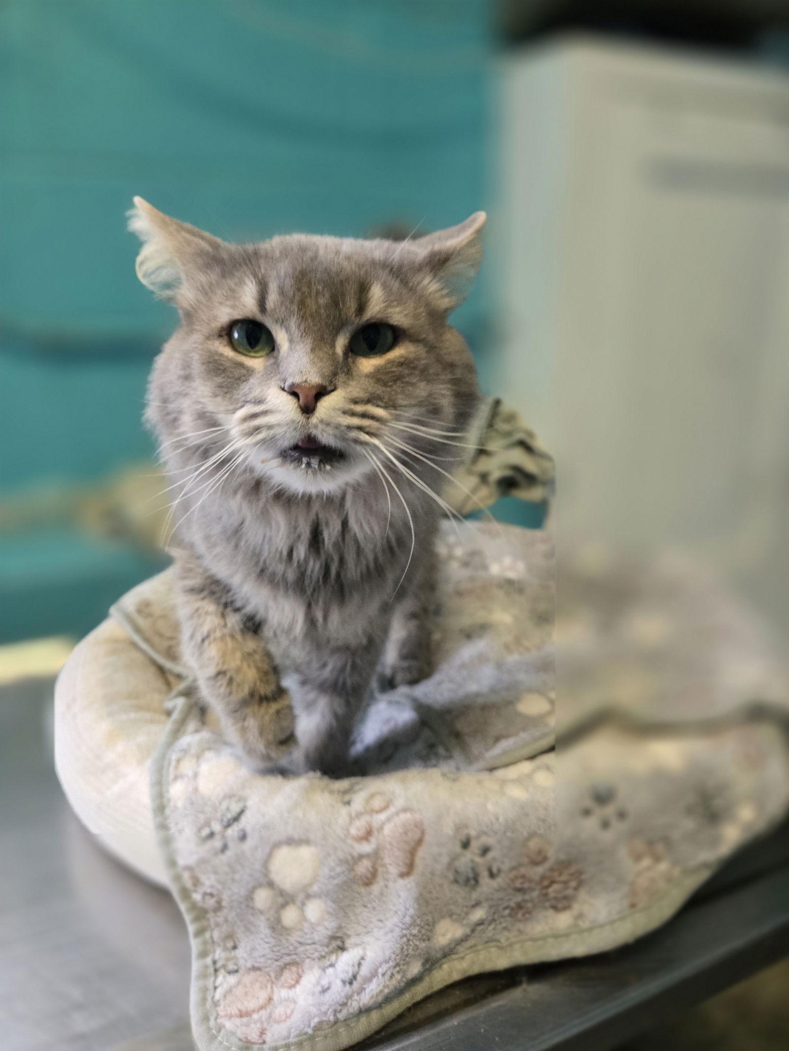 Enlarge Earl Grey, a Adoptable Domestic Long Hair in Boston, KY image 3/3