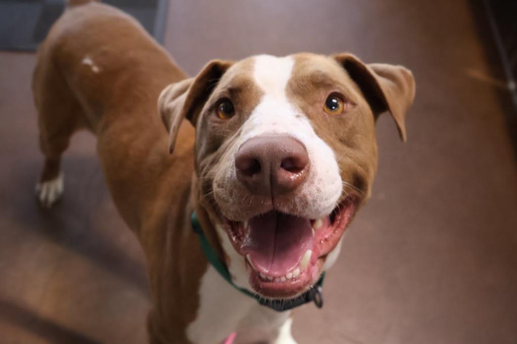 Enlarge Paint, a Adoptable mixed breed in Chico, CA image 1/4