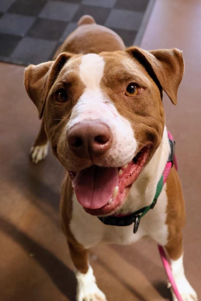 Enlarge Paint, a Adoptable mixed breed in Chico, CA image 3/5