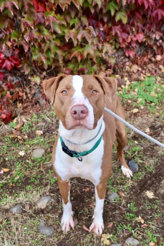 Enlarge Paint, a Adoptable mixed breed in Chico, CA image 3/4