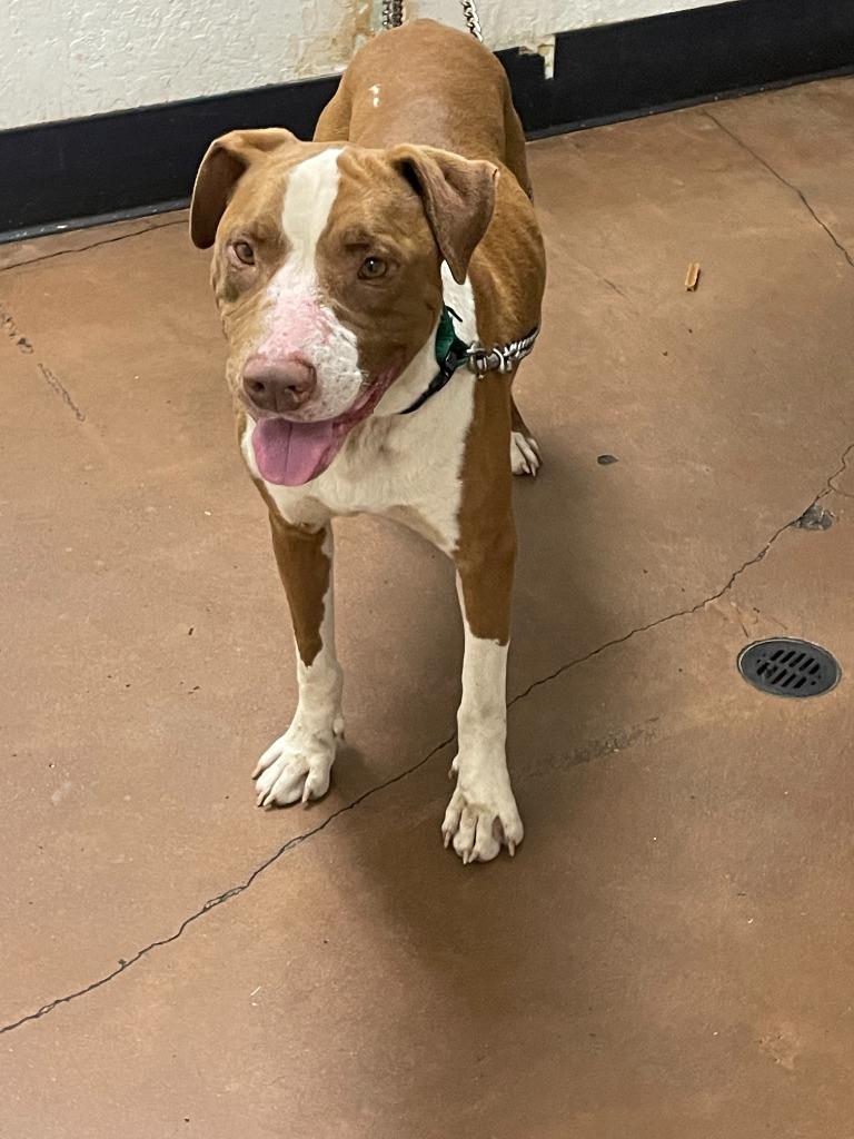 Enlarge Paint, a Adoptable mixed breed in Chico, CA image 4/4