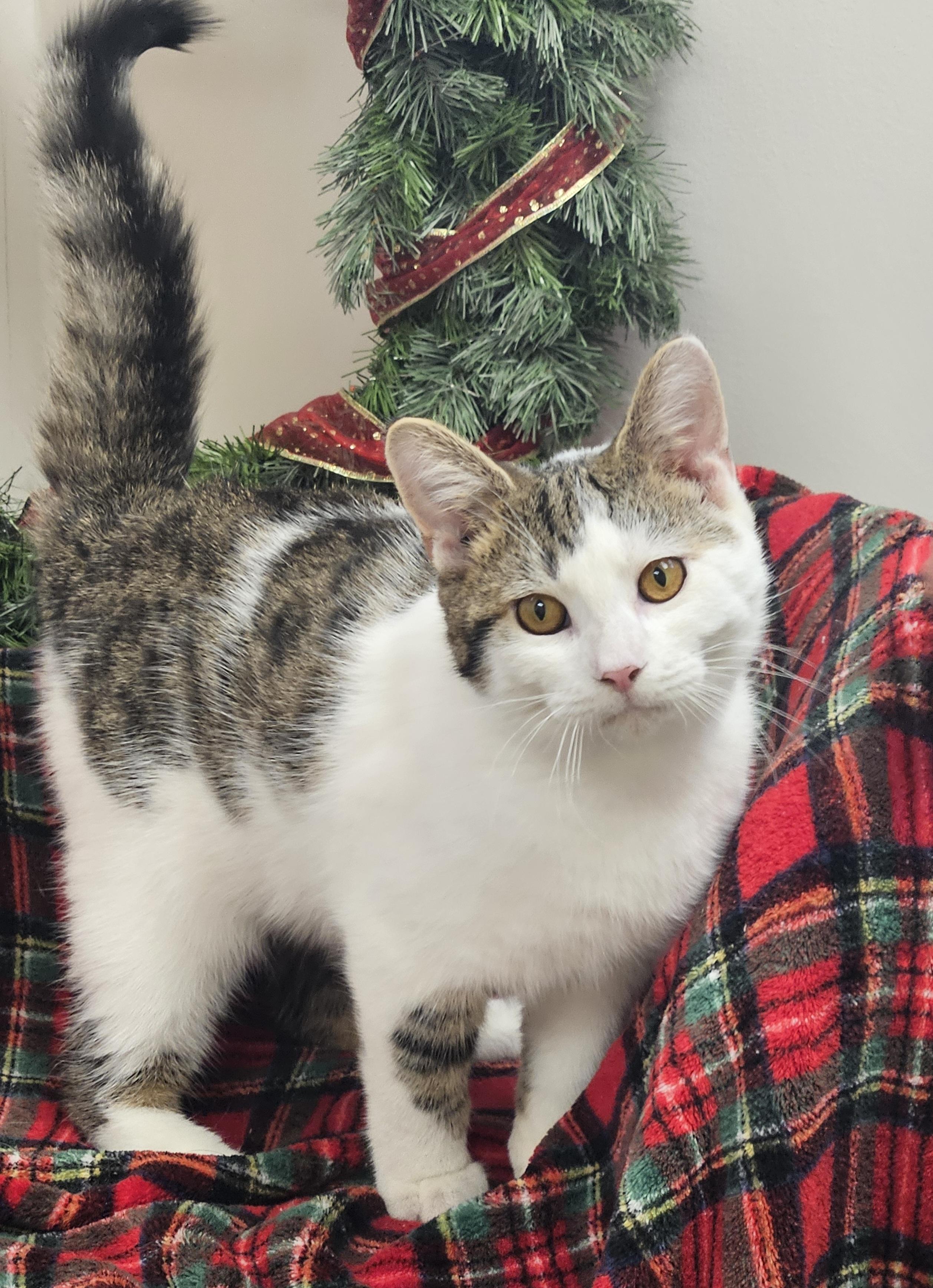 Leo, Adoptable, Adult Male Domestic Short Hair.