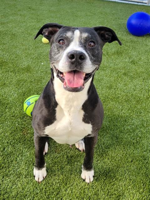 Enlarge LANGLEY, a Adoptable mixed breed in Toledo, OH image 1/1