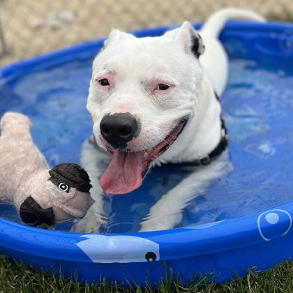 Ghost, Adoptable, Young Male Mixed Breed & Mixed Breed.