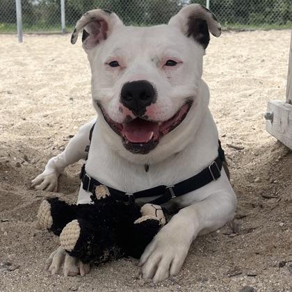 Enlarge Ghost, a Adoptable mixed breed in Janesville, WI image 2/3