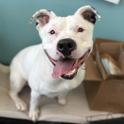 Enlarge Ghost, a Adoptable mixed breed in Janesville, WI image 3/3