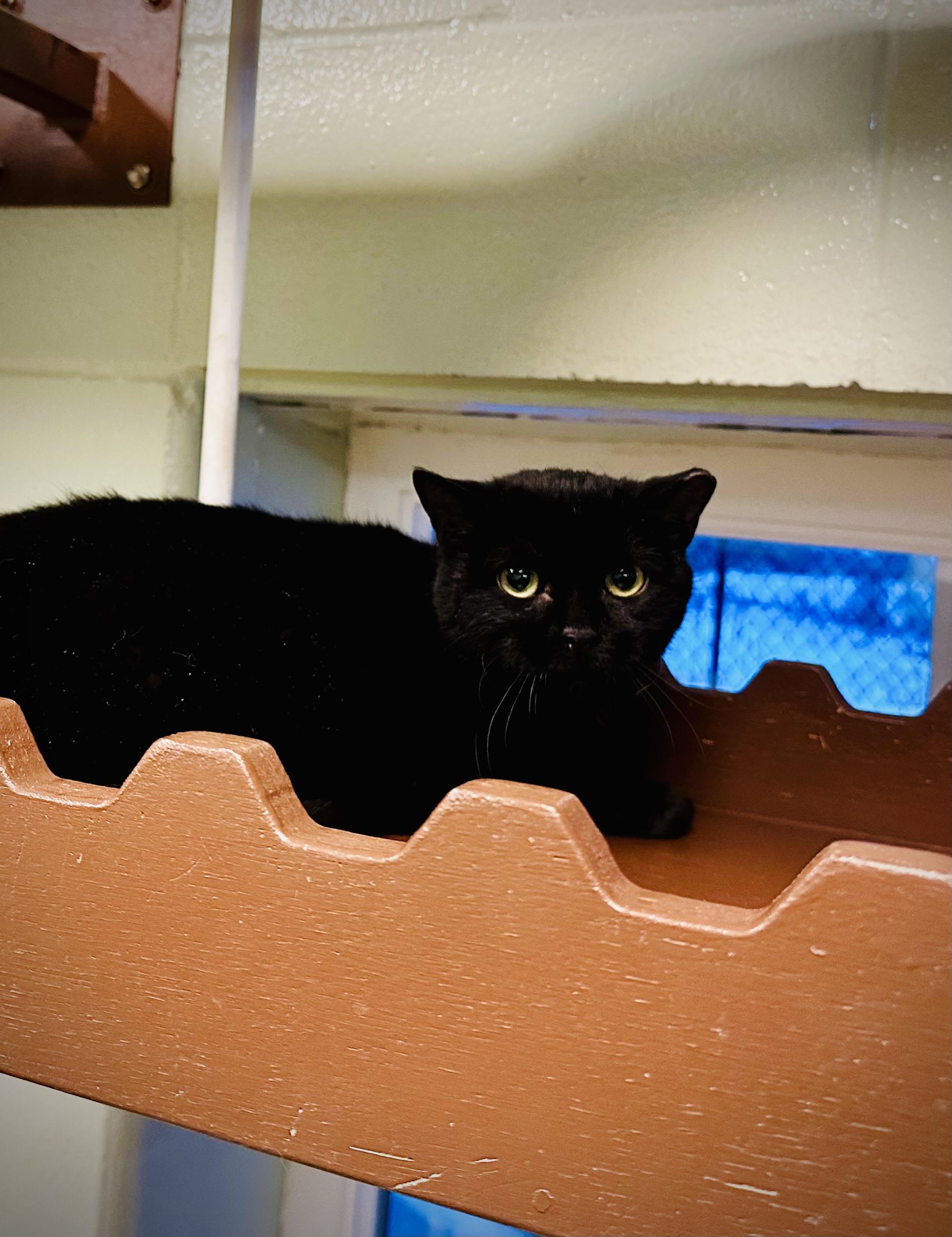 Enlarge Yuzu, a ADOPTABLE Domestic Short Hair in Brownsville, VT image 1/1