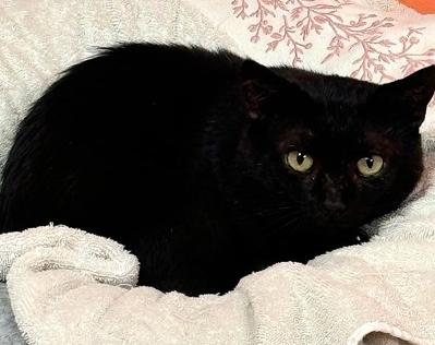 Beau, adoptable, Adult Male Domestic Short Hair.